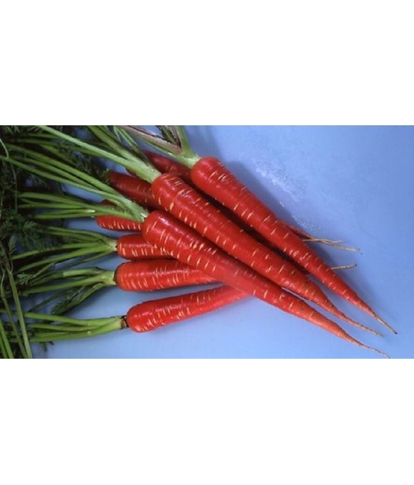     			CARROT RED SEEDS Vegetable Seeds (Pack Of 50 Seeds)