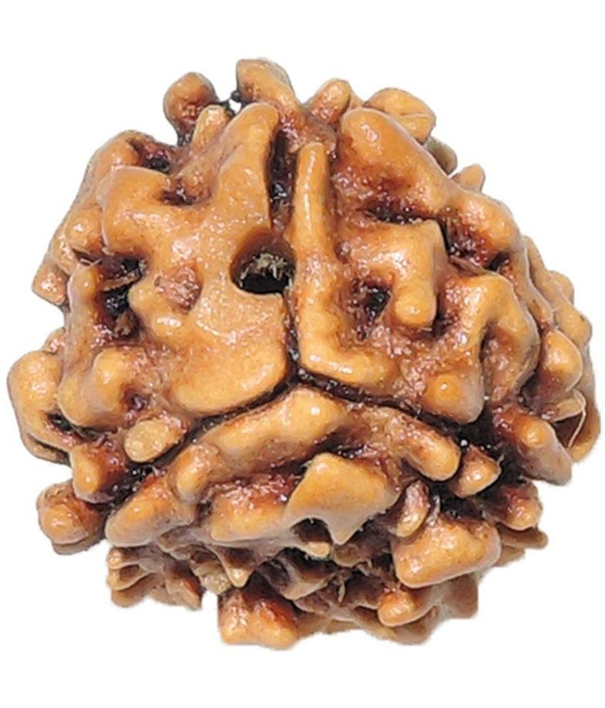     			Amriteous - 3 Mukhi Rudraksha Bead ( Pack of 1 )