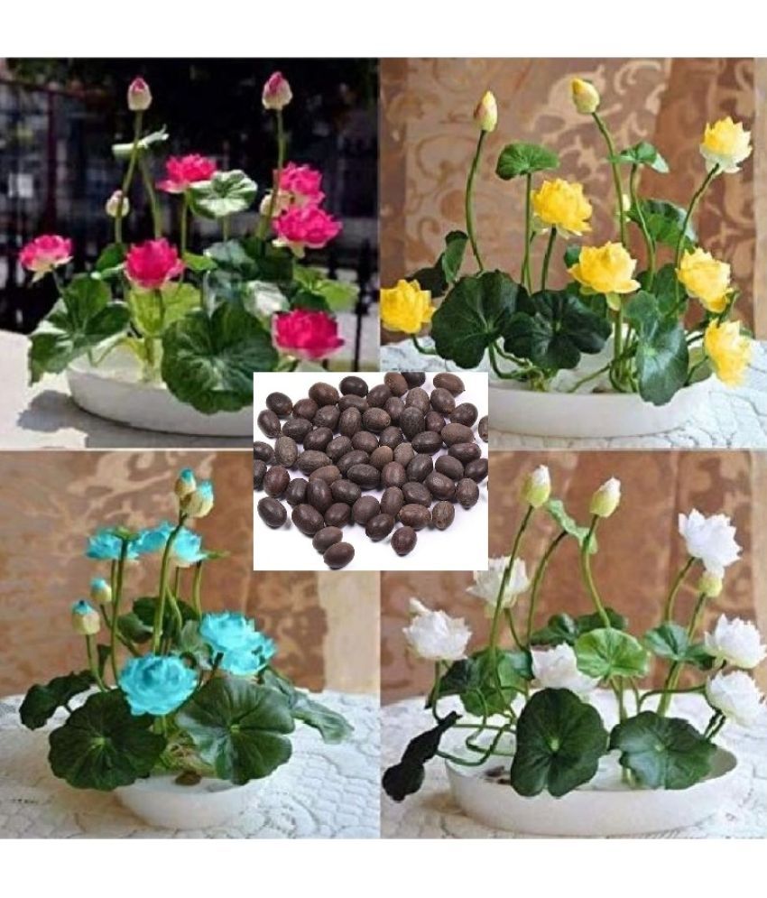     			homeagro - Flower Seeds ( Lotus Flower 20 Seeds WITH MANUAL )