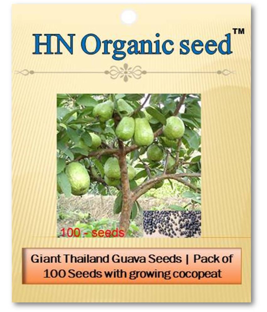     			homeagro - Fruit Seeds ( Thailand Red Guava Seeds - 100 + soil free )