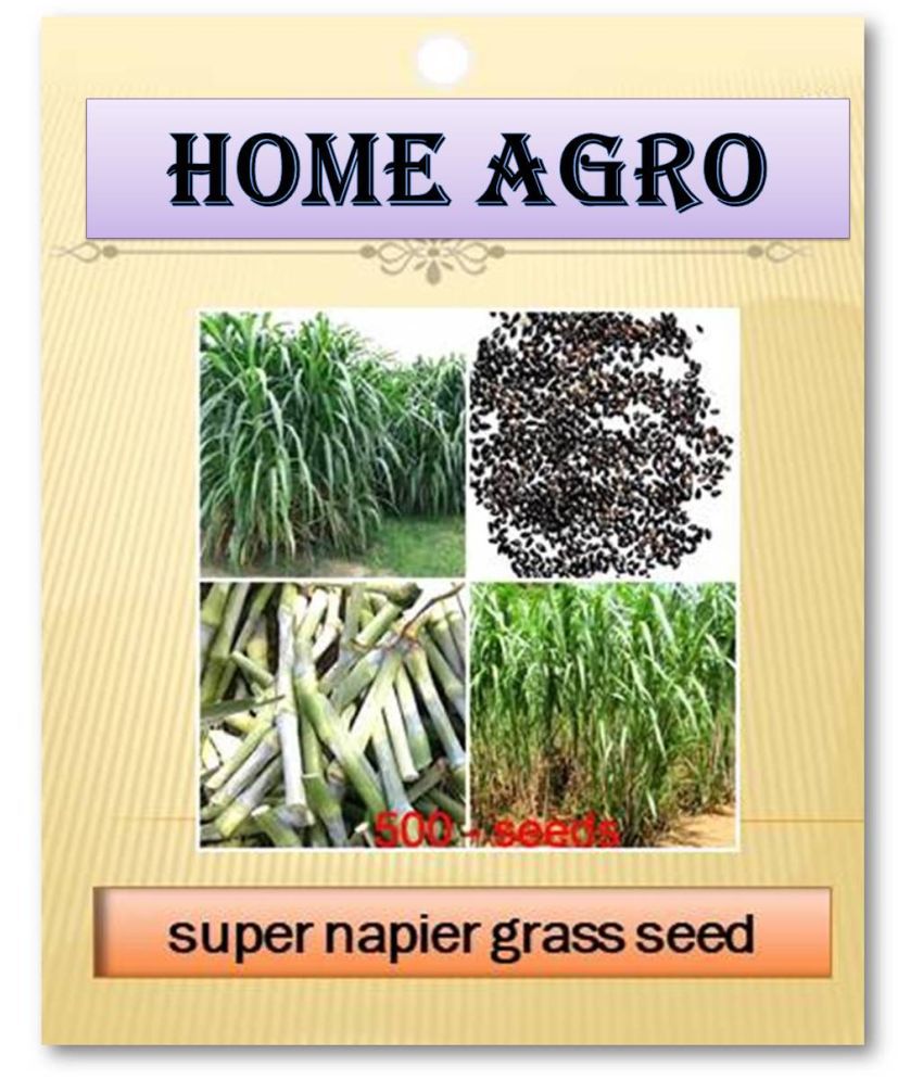     			homeagro - Grass Seeds ( 500 )