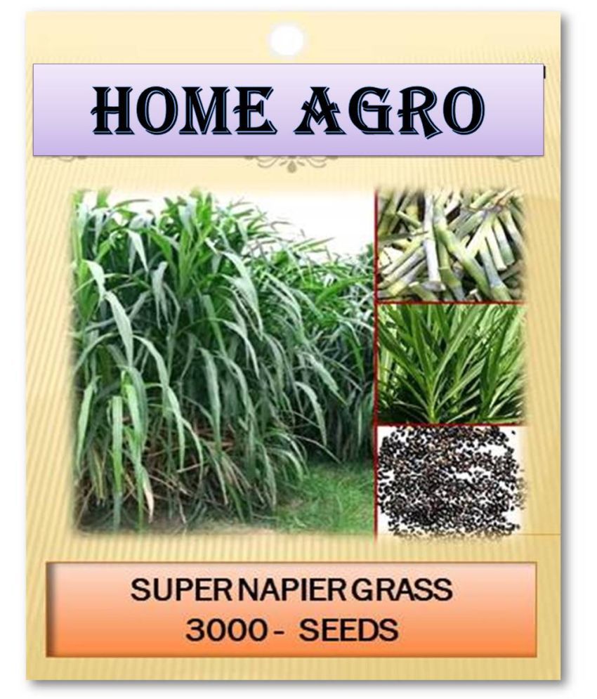     			HN organic seed - Grass Seeds ( 3000 )