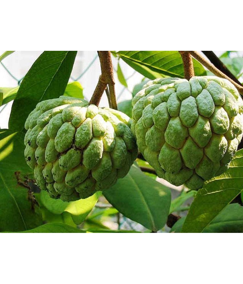     			CLASSIC GREEN EARTH - Fruit Seeds ( garden custard seeds 10 )