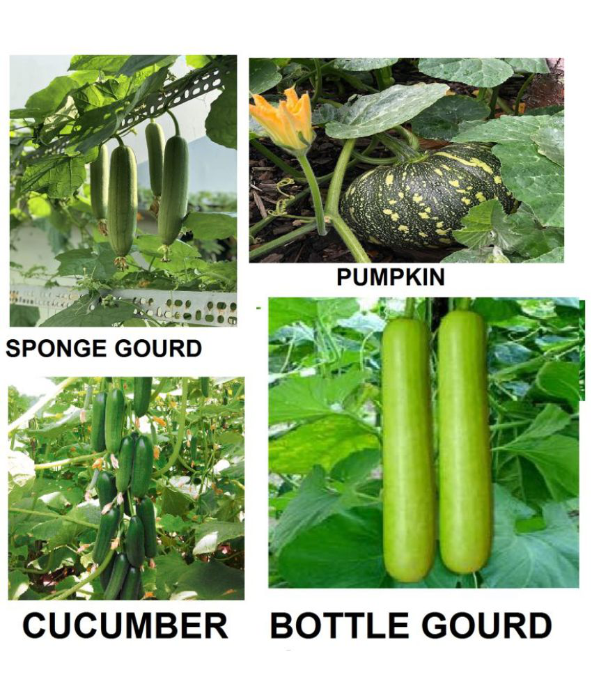     			CLASSIC GREEN EARTH - Vegetable Seeds ( cucumber sponge gurd bottle guard pupkin 30 seeds )