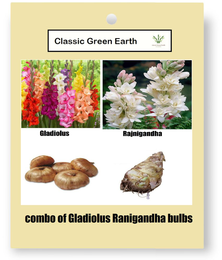     			CLASSIC GREEN EARTH - Flower Seeds ( rangandha and gladiolus bulbs 4 )