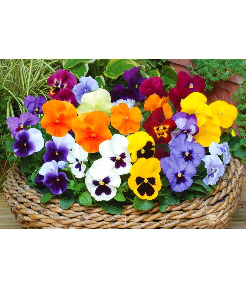 HOMETALES Flower Seeds ( Pansy Swiss Giant Mix 50 Seeds ) Buy