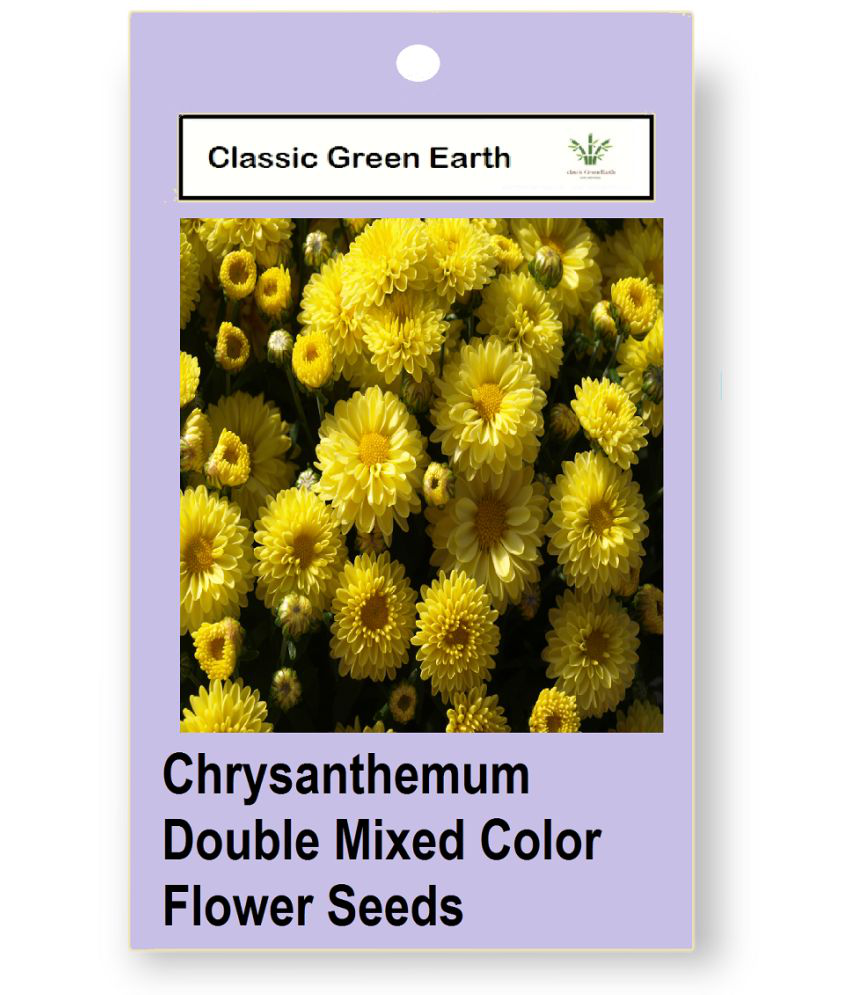     			CLASSIC GREEN EARTH - Flower Seeds ( Chrysanthemum Double Mixed Color Flower 60 Seeds )