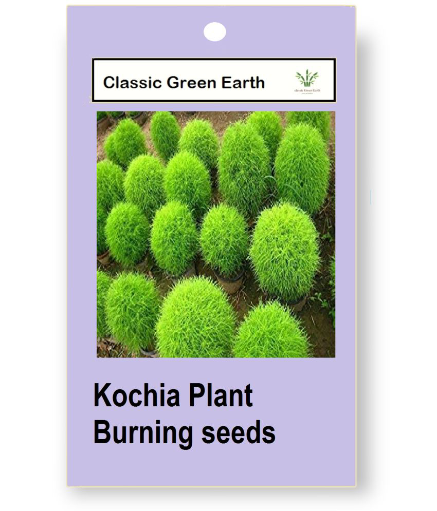     			CLASSIC GREEN EARTH - Grass Seeds ( Kochia Plant, Burning Bush Foliage Plant 50 Seeds )