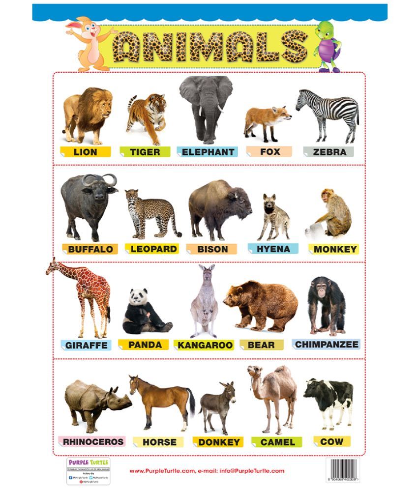 Body Parts , Alphabet and Animals Educational Wall Charts for Kids: Buy ...