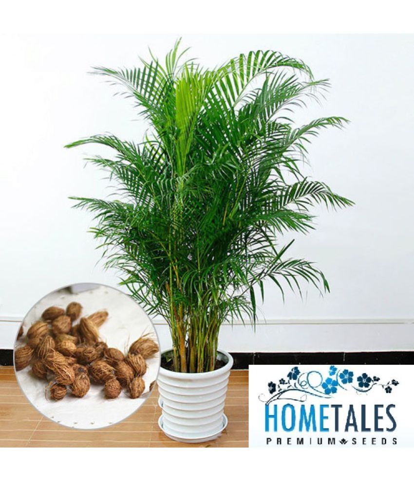 HOMETALES Palm Tree Plant ( 5 Seeds ) Buy HOMETALES Palm Tree