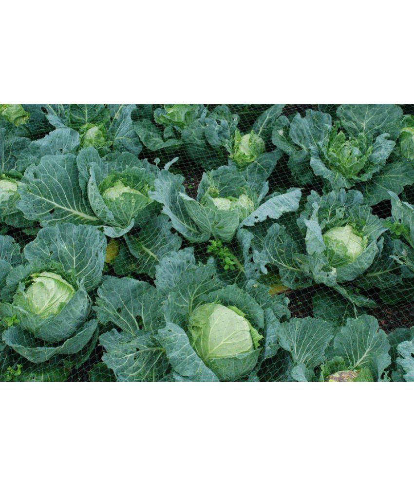     			Recron Seeds - Cabbage Vegetable ( 30 Seeds )