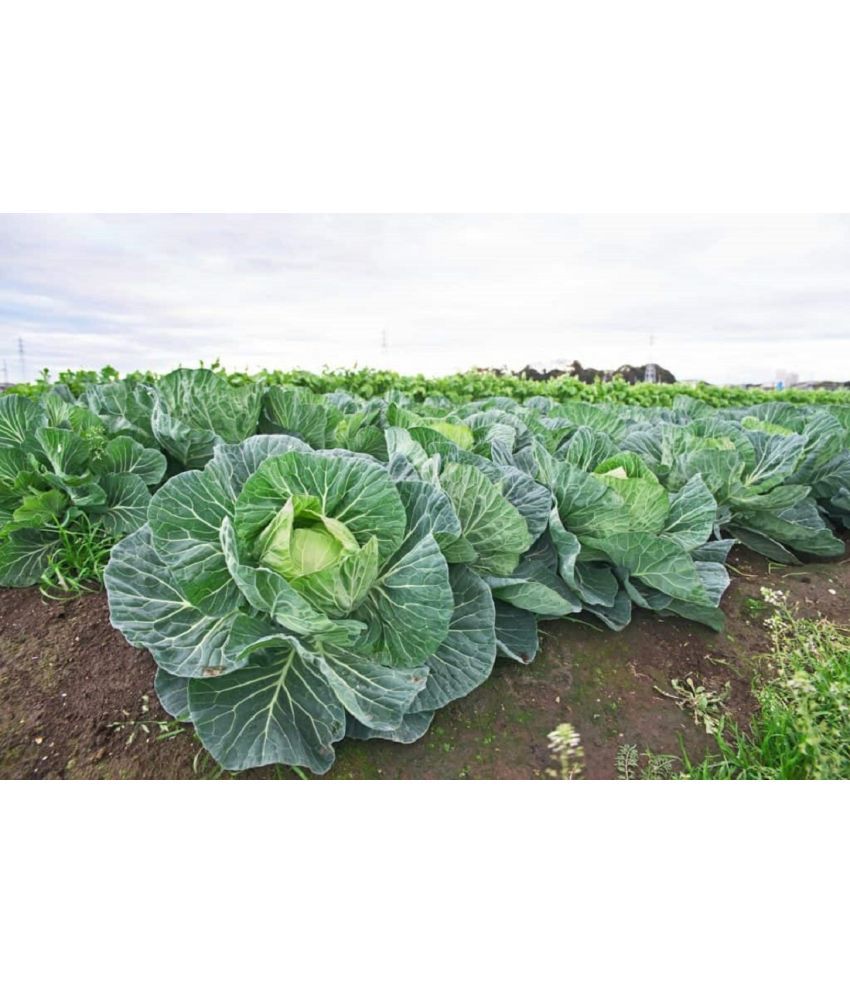     			Recron Seeds - Cabbage Vegetable ( 35 Seeds )