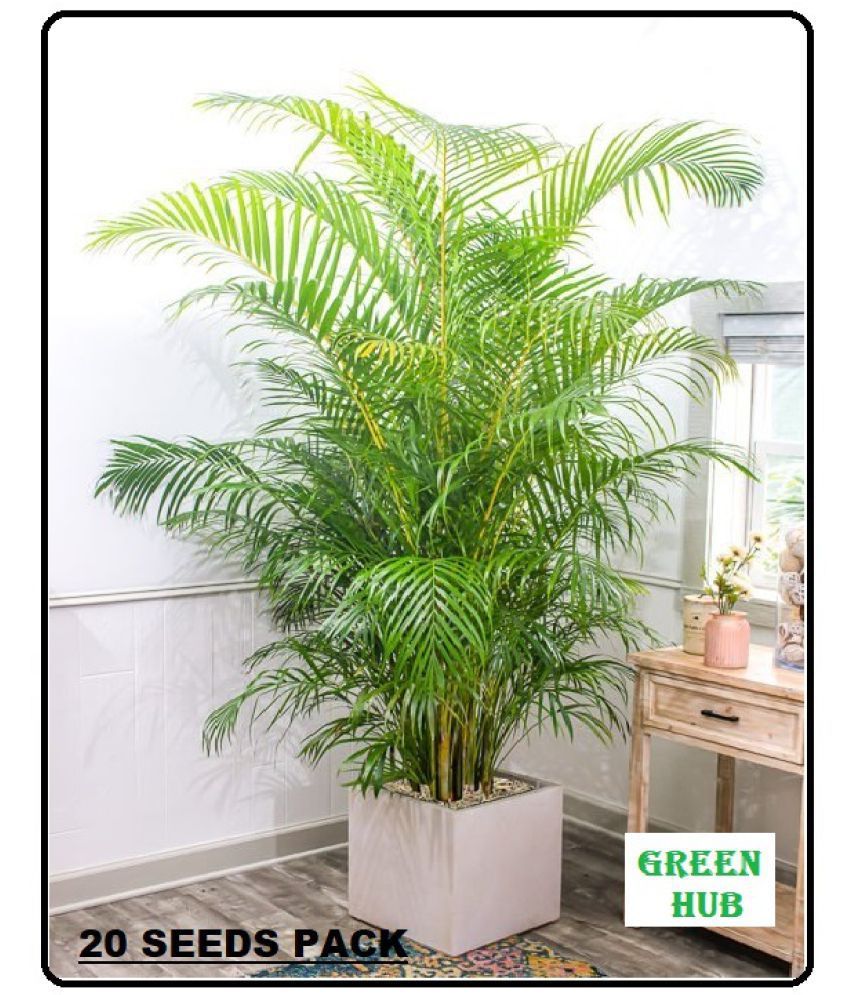     			ARECA PALM ORNAMENTAL AIR PURIFYING INDOOR OUTDOOR TREE 30 SEEDS PACK WITH FREE COCOPEAT POTTING SOIL AND USER MANUAL FOR TERRACE AND HOME GARDENING CHEAP RATE ON SNAPDEAL