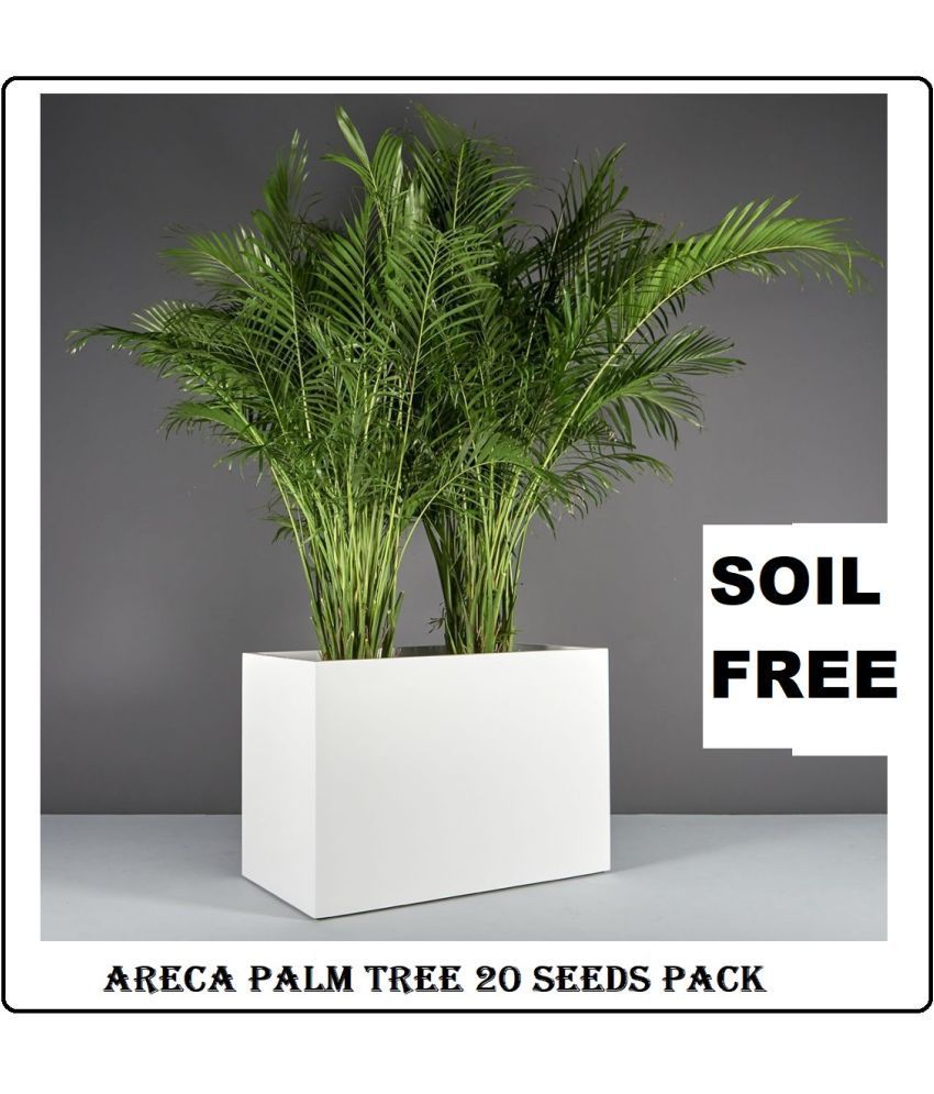     			ARECA PALM ORNAMENTAL TREE 20+ SEEDS PACK WITH FREE POTTING SOIL AND USER MANUAL FOR INDOOR AND OUTDOOR HOME AND TERRACE GARDENING USE LOW PRICE AT SNAPDEAL ONLINE SHOP