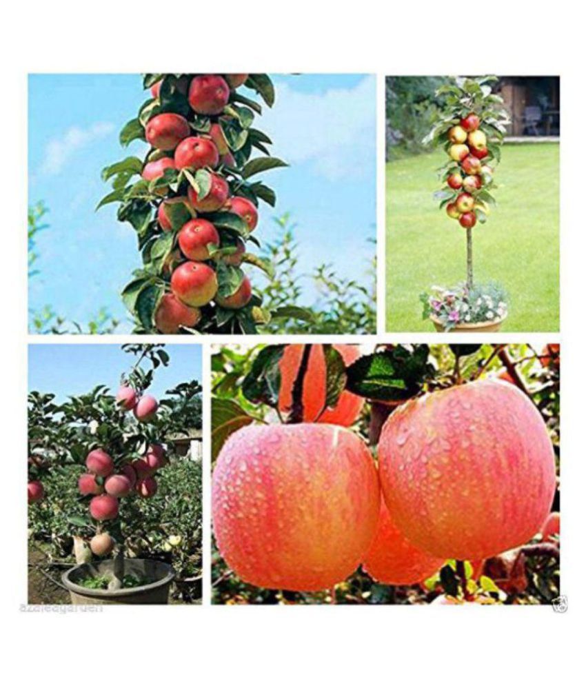     			Apple Tree Seeds Home Yard Outdoor Living Fruit 10 seeds