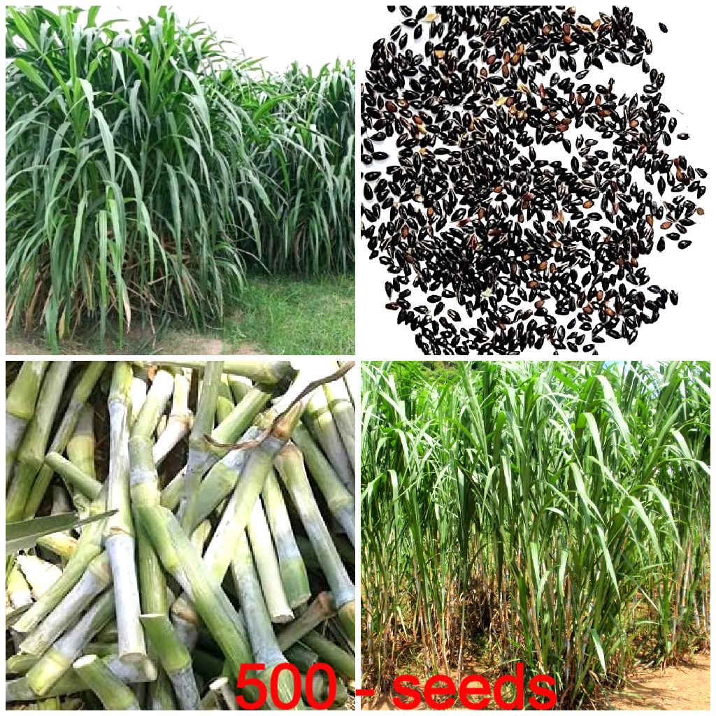     			SUPER NAPIER Grass seed - 500 seeds/Pack, FOR OUTD