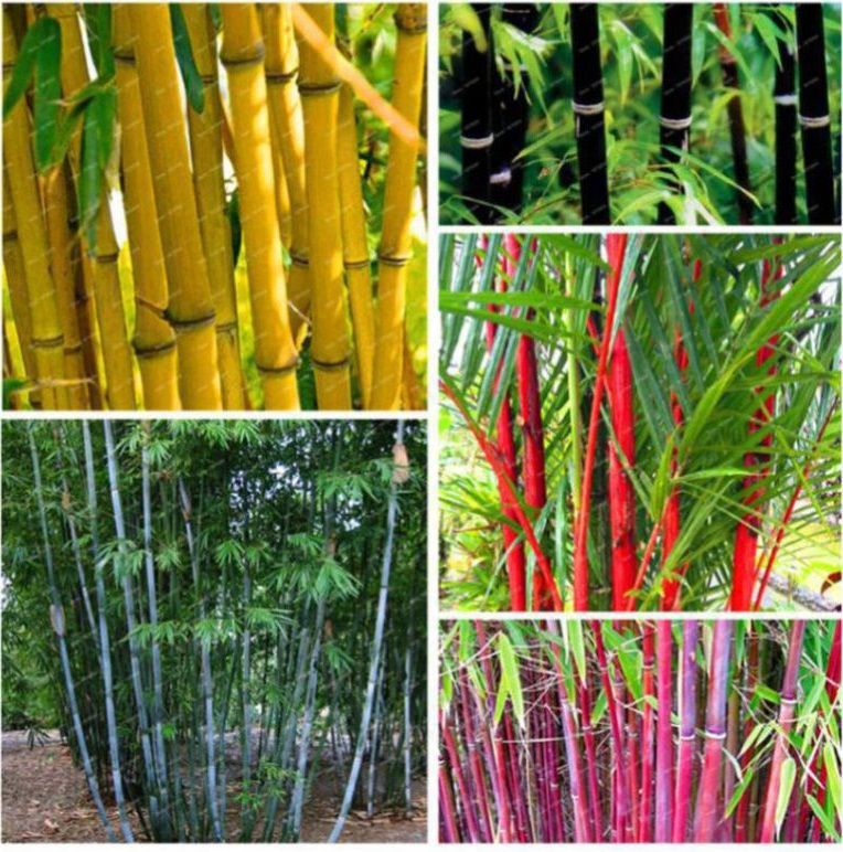     			homeagro - Bamboo Plant ( 20 Seeds )