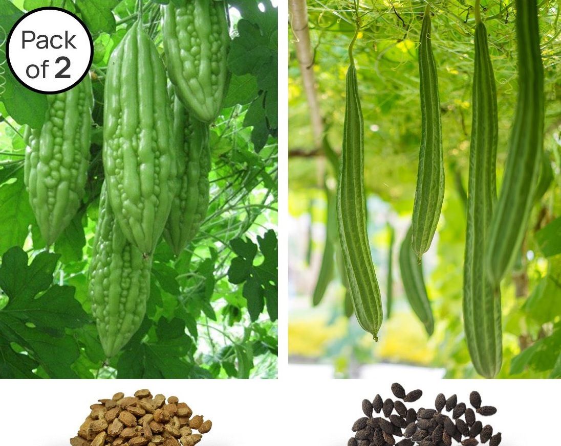     			homeagro - Bitter Gourd Vegetable ( 40 Seeds )