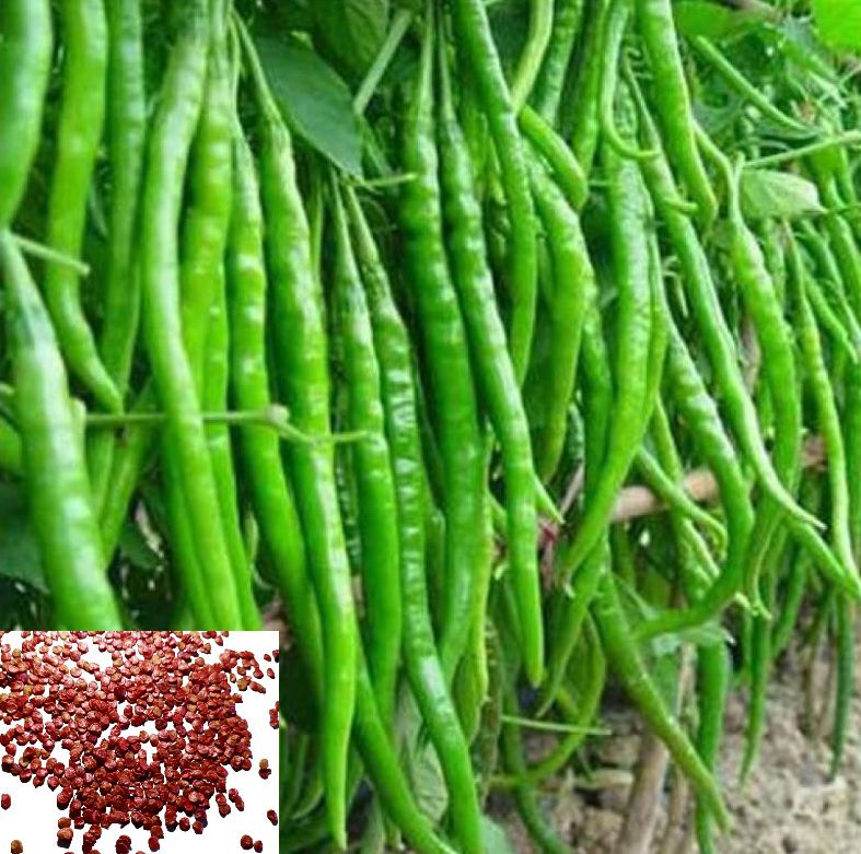     			homeagro - Chilli Vegetable ( 50 Seeds )