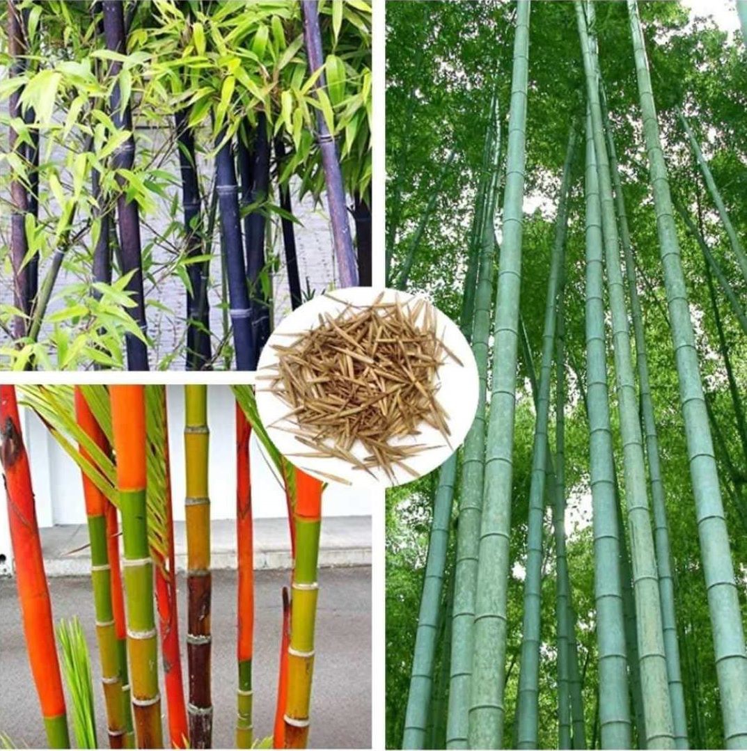     			homeagro Colorful Garden Bamboo Combo (Pack of 2