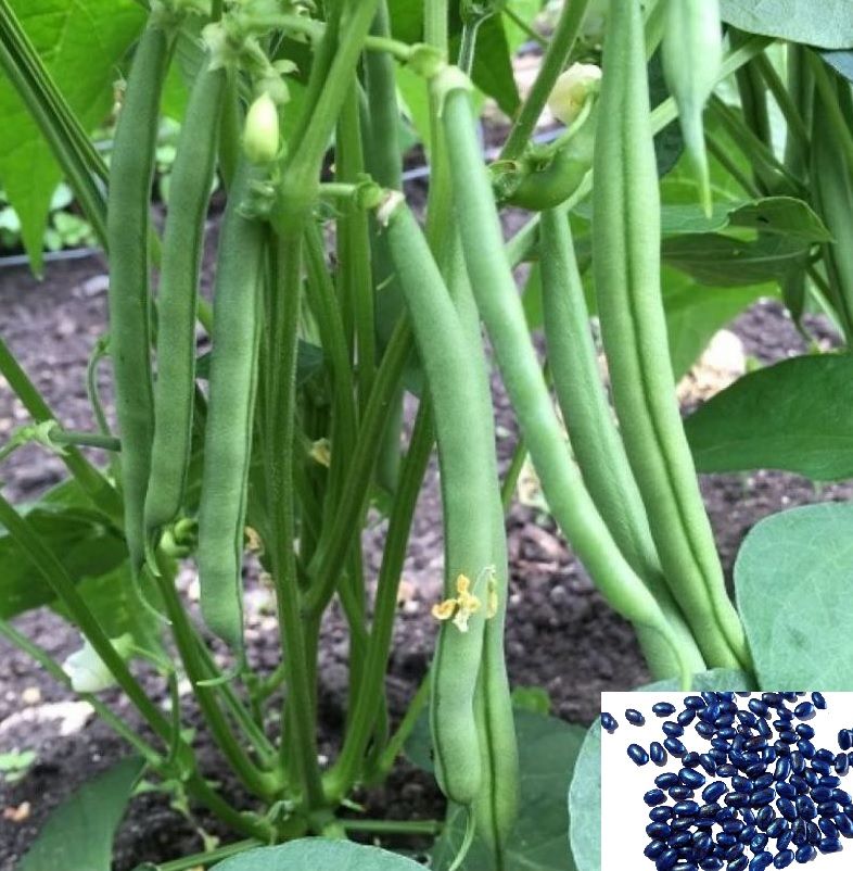     			homeagro - French Bean Vegetable ( 50 Seeds )