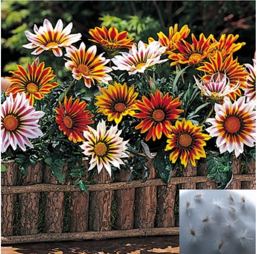     			homeagro - Gaillardia Mixed Flower ( 20 Seeds )