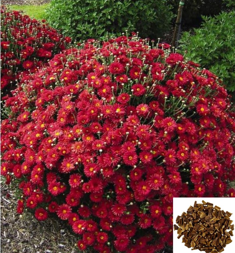     			homeagro - Indian Chrysanthemum Mixed Flower ( 50