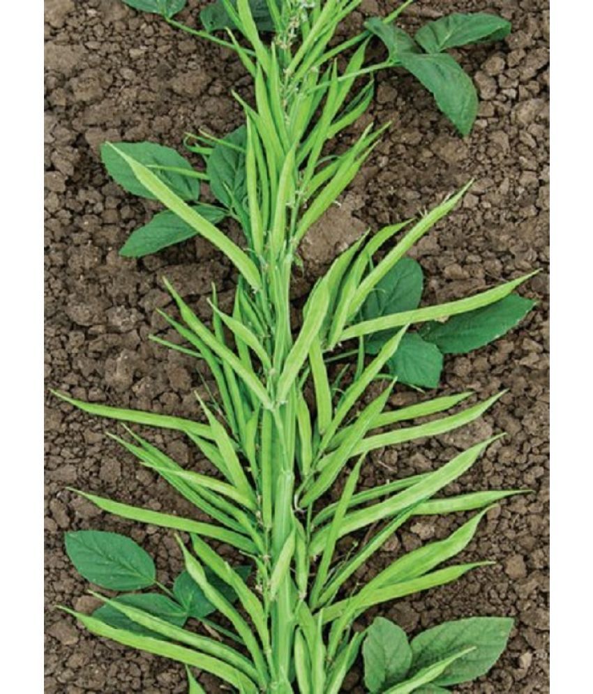     			Recron Seeds - Beans Vegetable ( 10 Seeds )