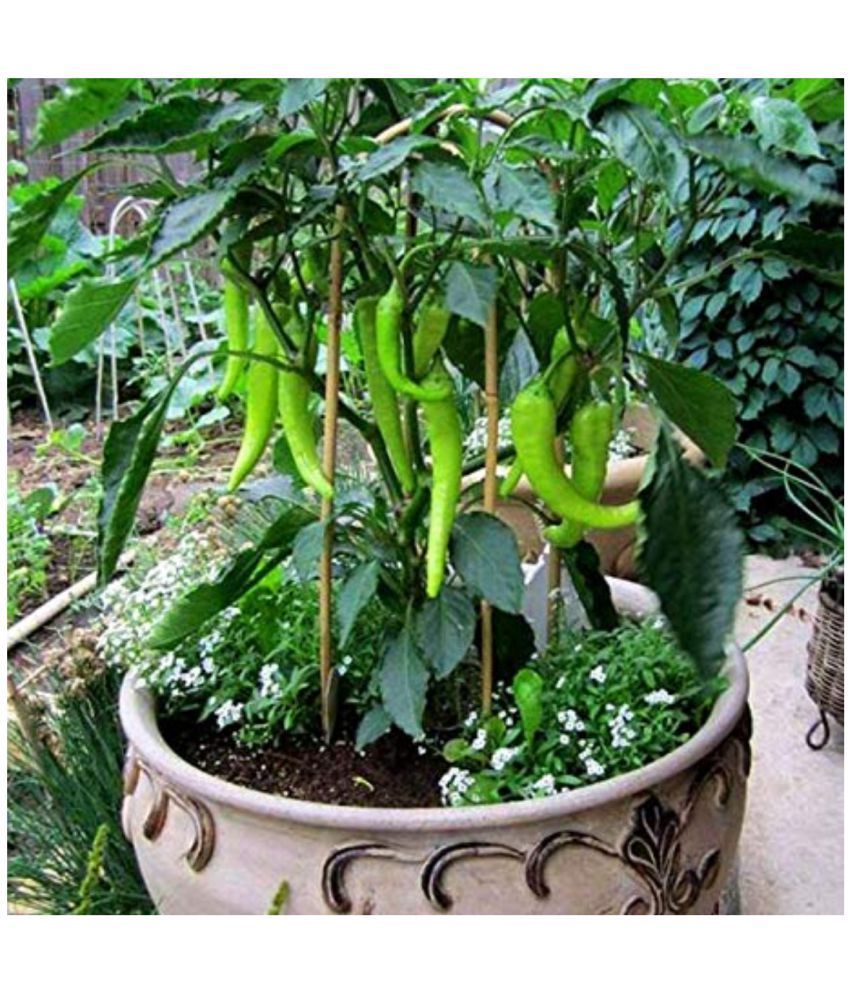     			homeagro - Chilli Vegetable ( 50 Seeds )