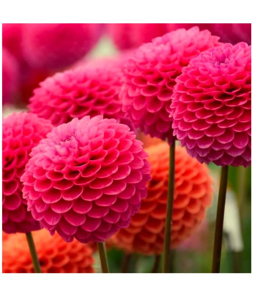     			homeagro - Dahlia Mixed Flower ( 25 Seeds )