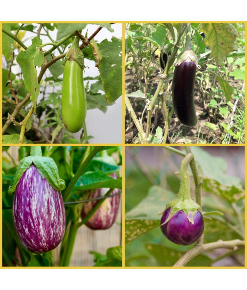     			homeagro - Brinjal Vegetable ( 100 Seeds )