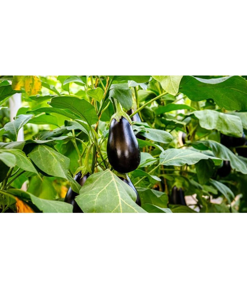     			homeagro - Brinjal Vegetable ( 100 Seeds )