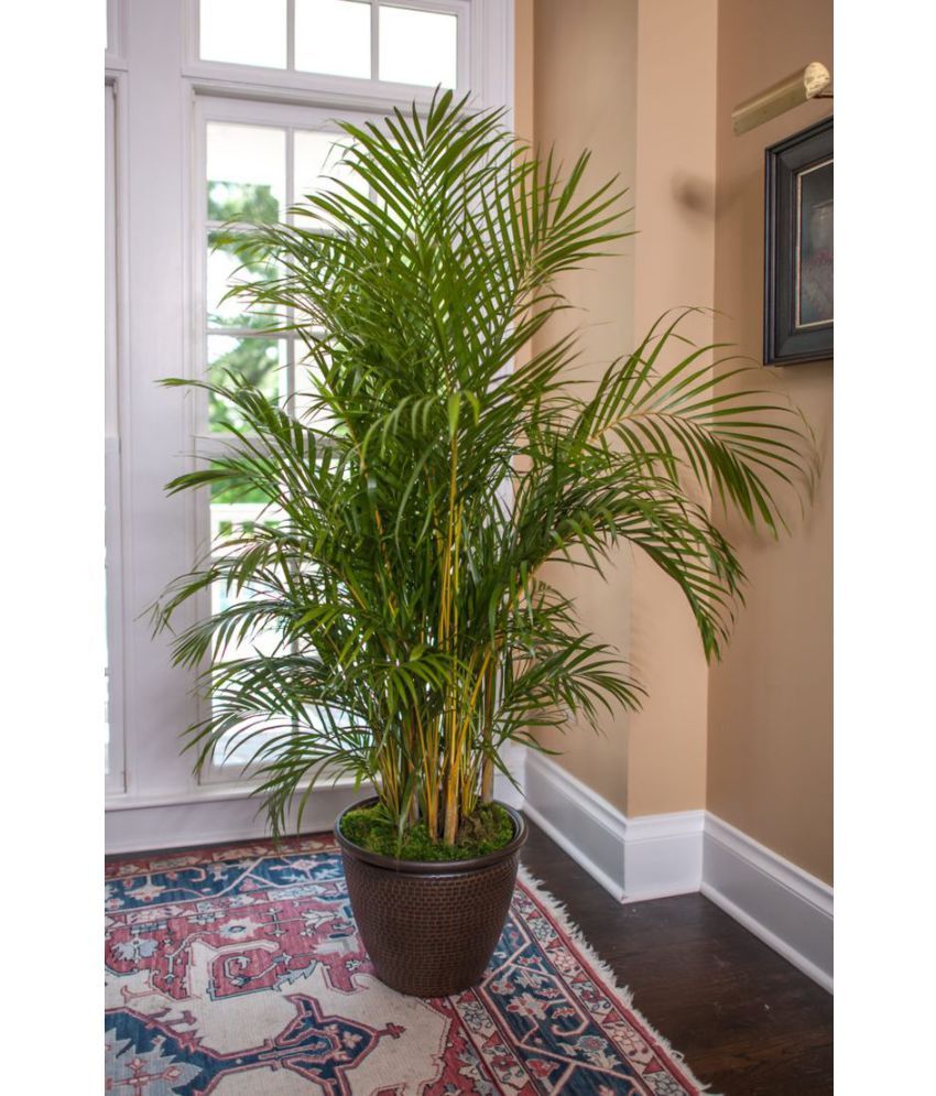     			HN organic seed - Areca palm Plant ( 5 Seeds )