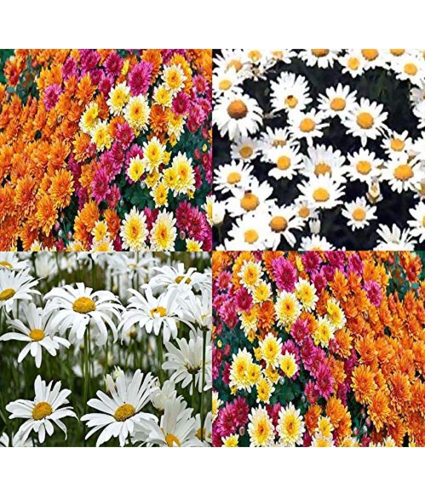     			HN organic seed - Chrysanthemum Flower ( 50 Seeds )