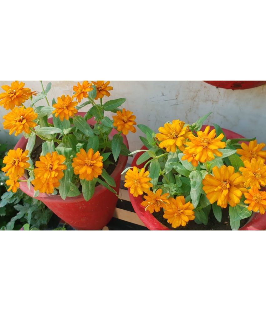     			HN organic seed - Zinnia Mixed Flower ( 20 Seeds )