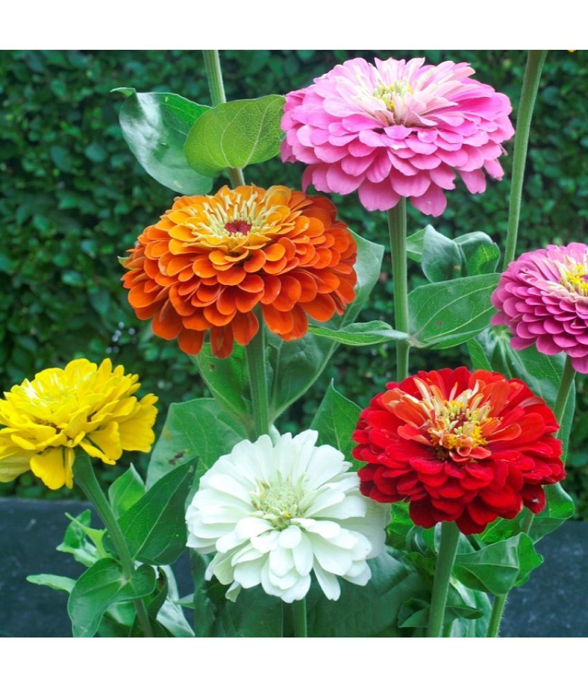     			HN organic seed - Zinnia Mixed Flower ( 20 Seeds )