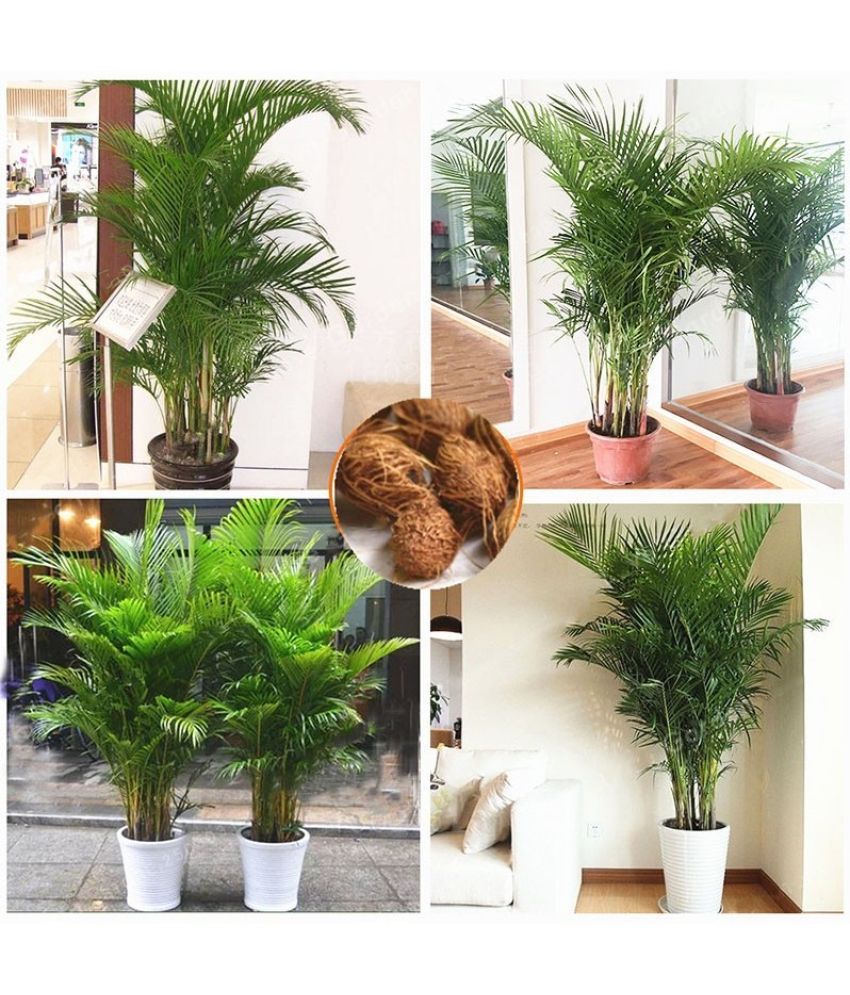     			homeagro - Areca palm Plant ( 5 Seeds )