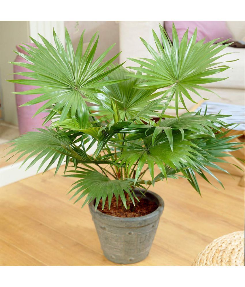     			homeagro - Areca palm Plant ( 5 Seeds )