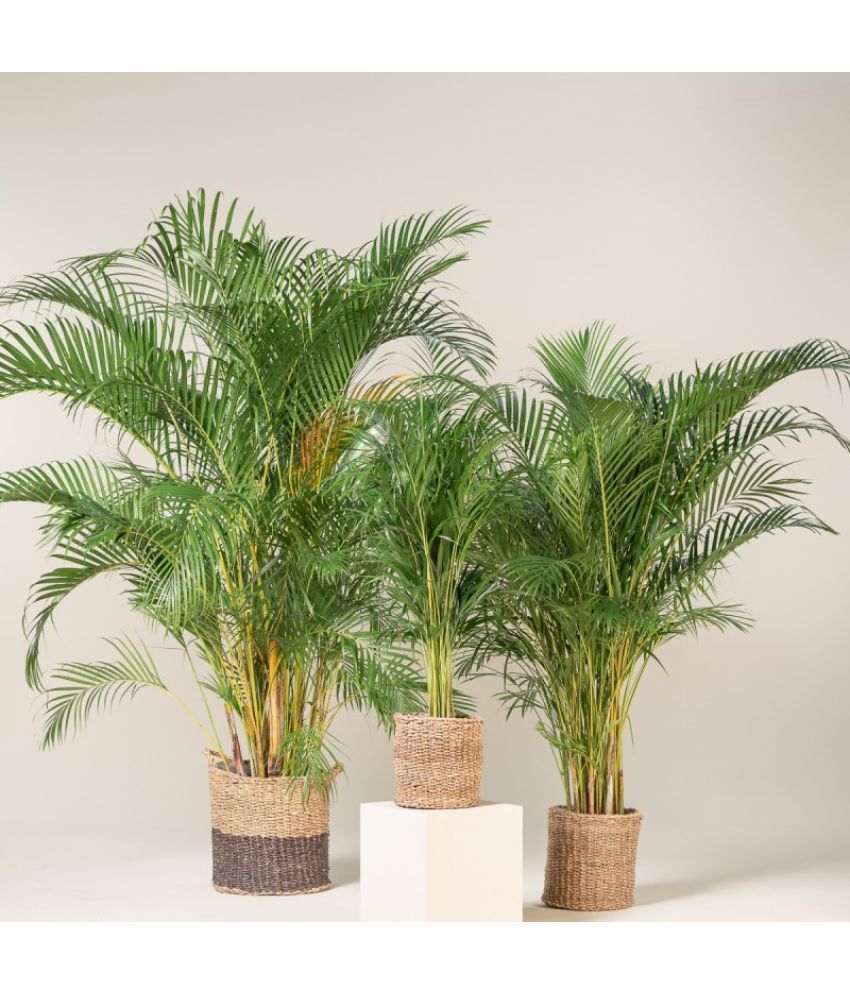     			homeagro - Areca palm Plant ( 5 Seeds )