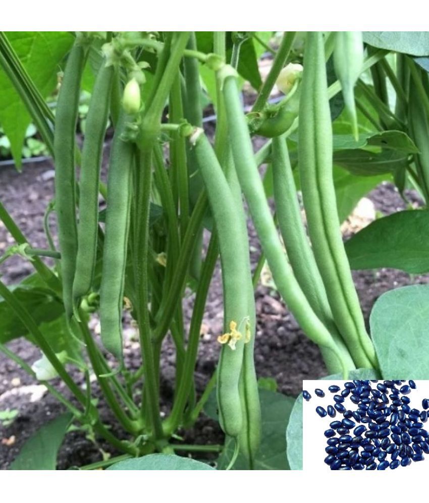     			homeagro - French Bean Vegetable ( 50 Seeds )