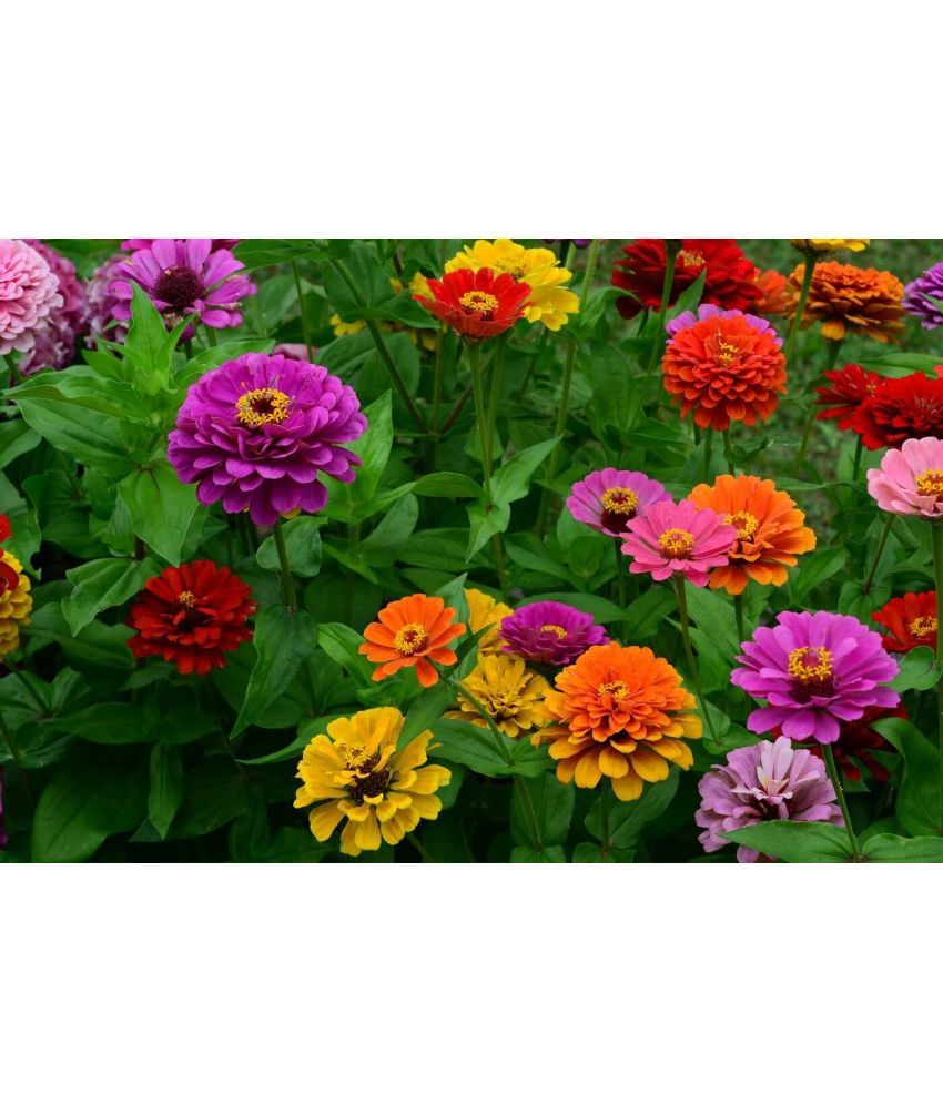     			homeagro - Zinnia Mixed Flower ( 20 Seeds )