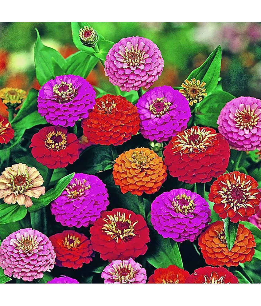     			homeagro - Zinnia Mixed Flower ( 20 Seeds )