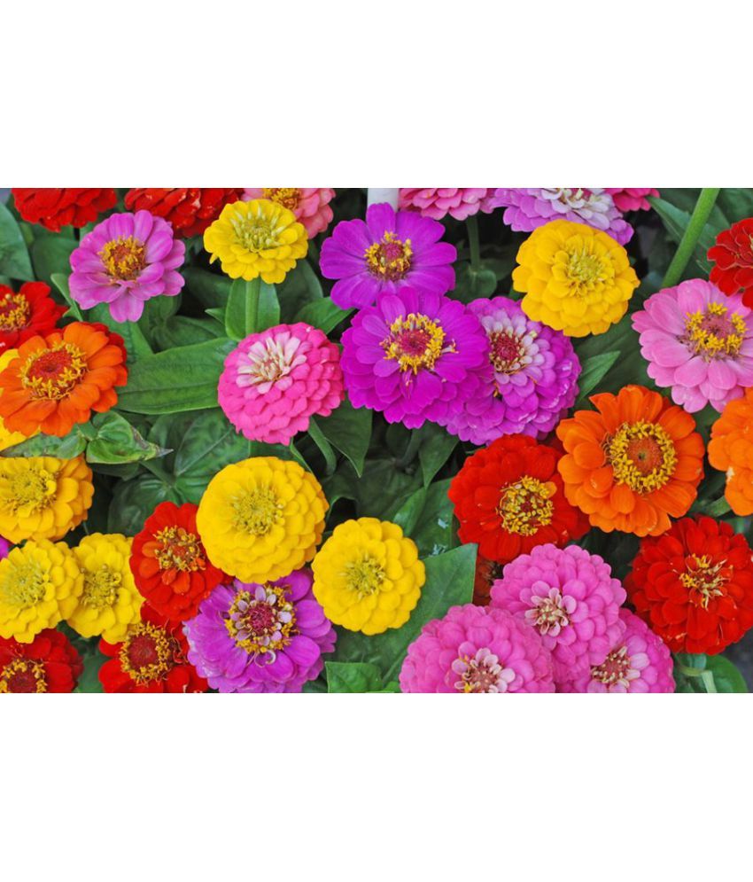     			homeagro - Zinnia Mixed Flower ( 20 Seeds )