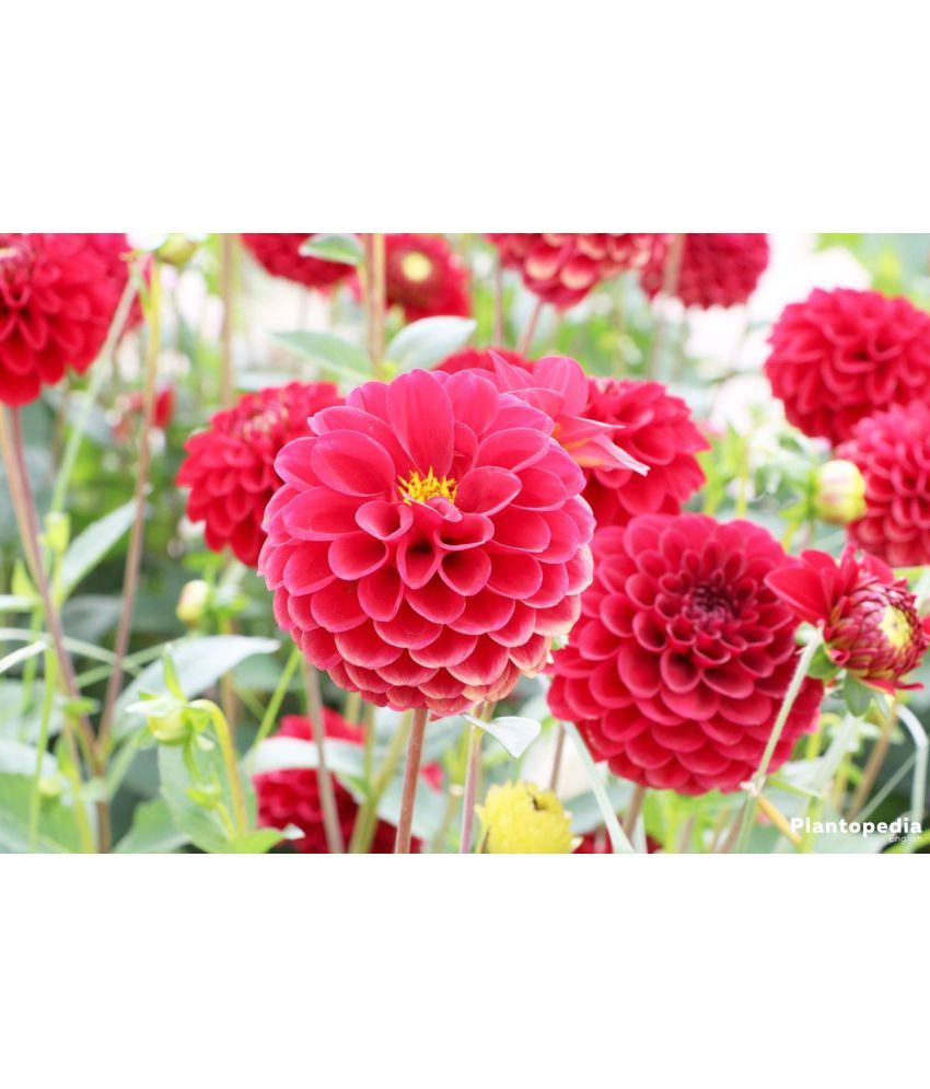     			HN organic seed - Dahlia Mixed Flower ( 25 Seeds )