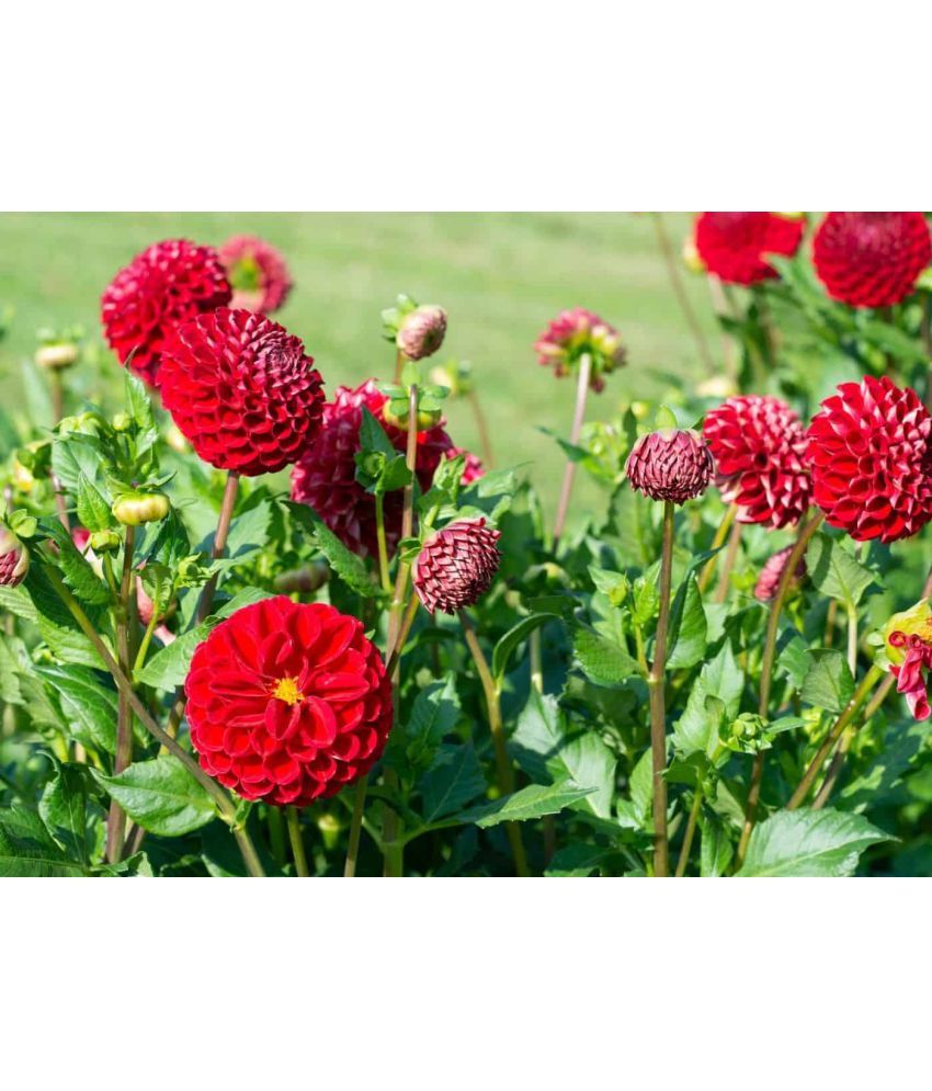     			HN organic seed - Dahlia Mixed Flower ( 25 Seeds )