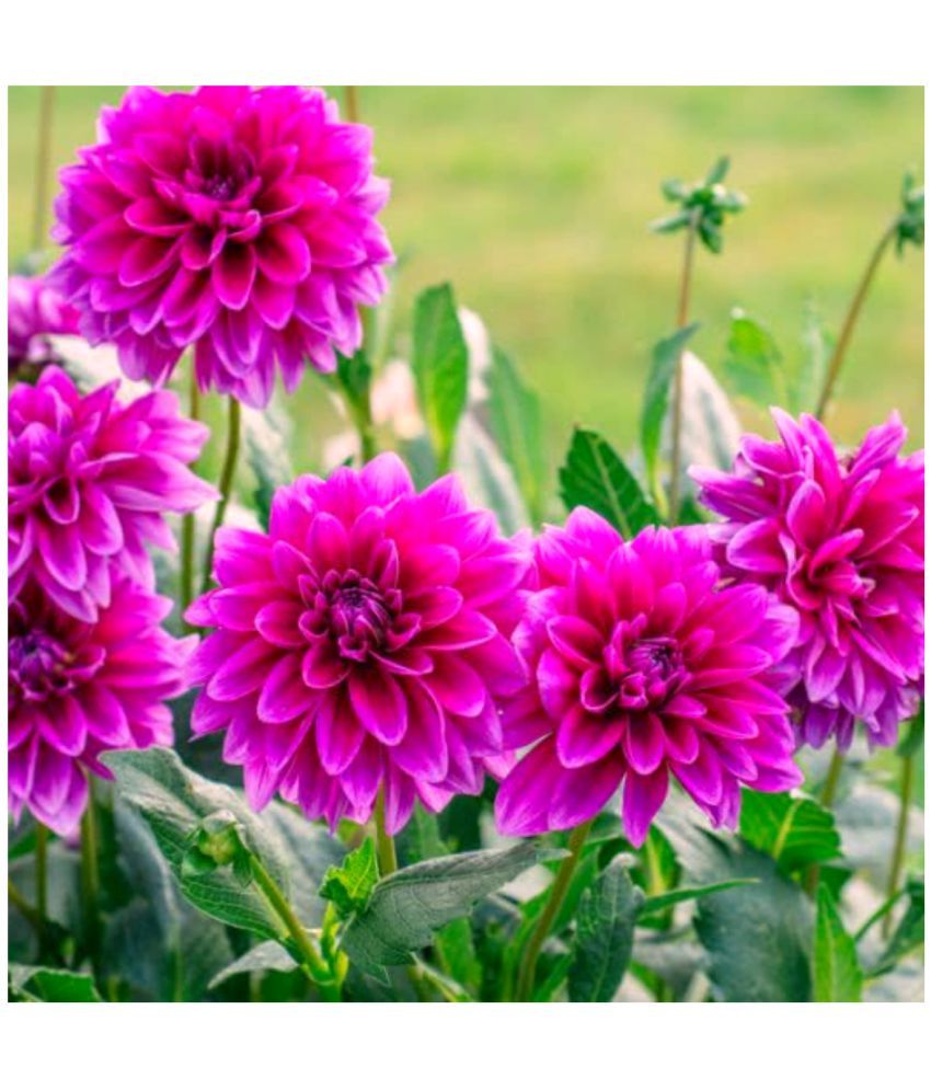     			HN organic seed - Dahlia Mixed Flower ( 25 Seeds )