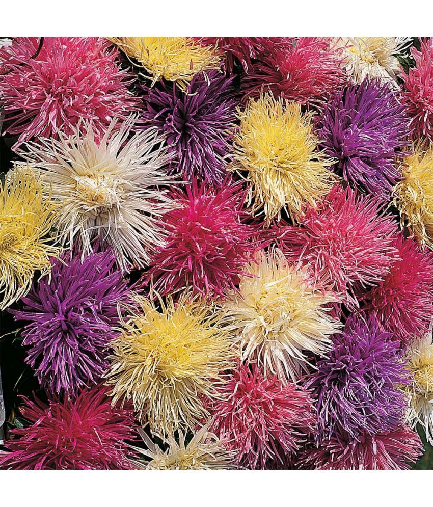     			homeagro - Indian Chrysanthemum Mixed Flower ( 50 Seeds )