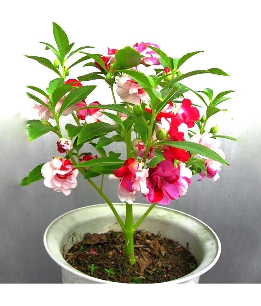     			homeagro - Balsam Mixed Flower ( 20 Seeds )