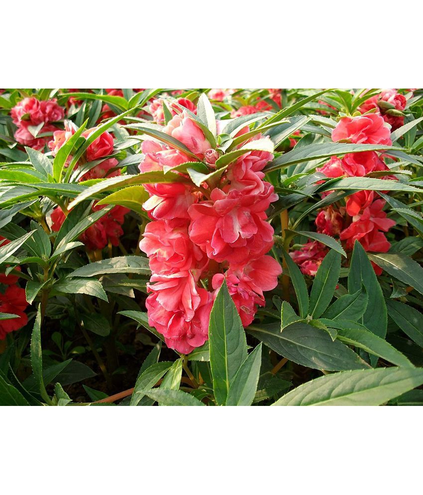     			homeagro - Balsam Mixed Flower ( 20 Seeds )