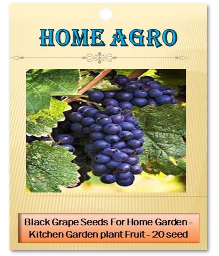     			homeagro - Black Grape Fruit ( 20 Seeds )